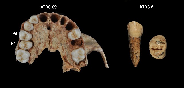 premolares  Homo antecessor